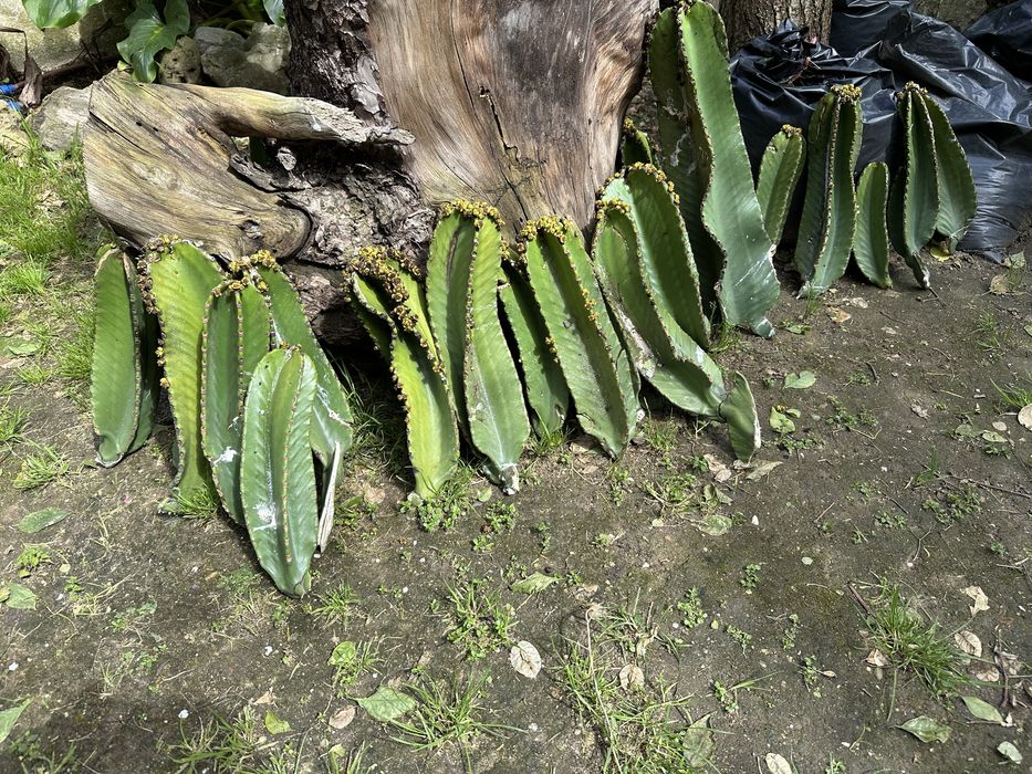 Catos muito exuberantes para venda