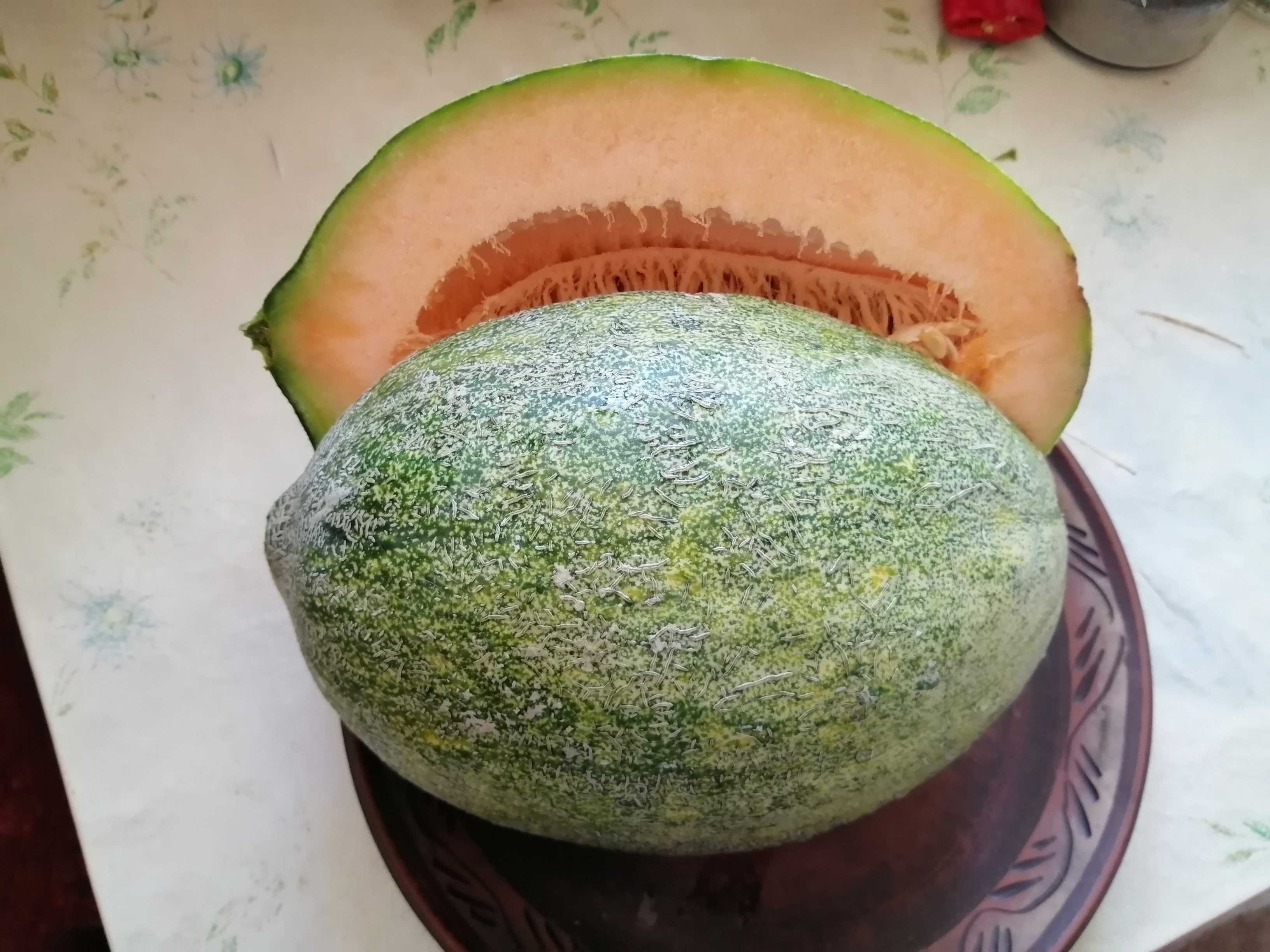 Семена дыни мускатной