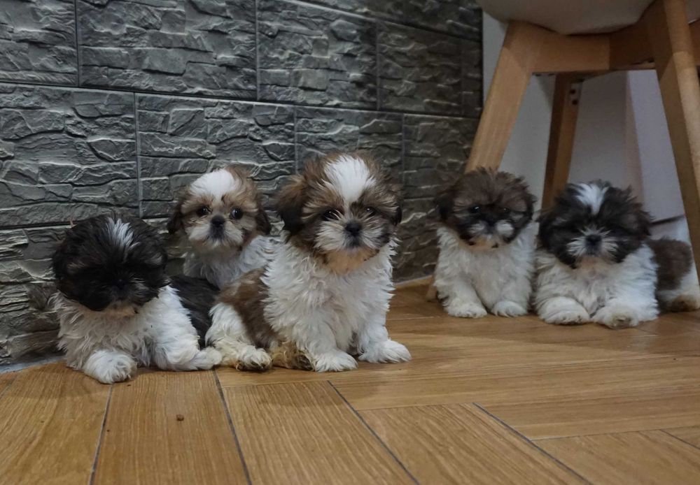 shih tzu cudny szczeniaczek