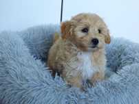 Suczka rasy Maltipoo