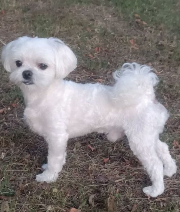 Вязка мальтезик два кг