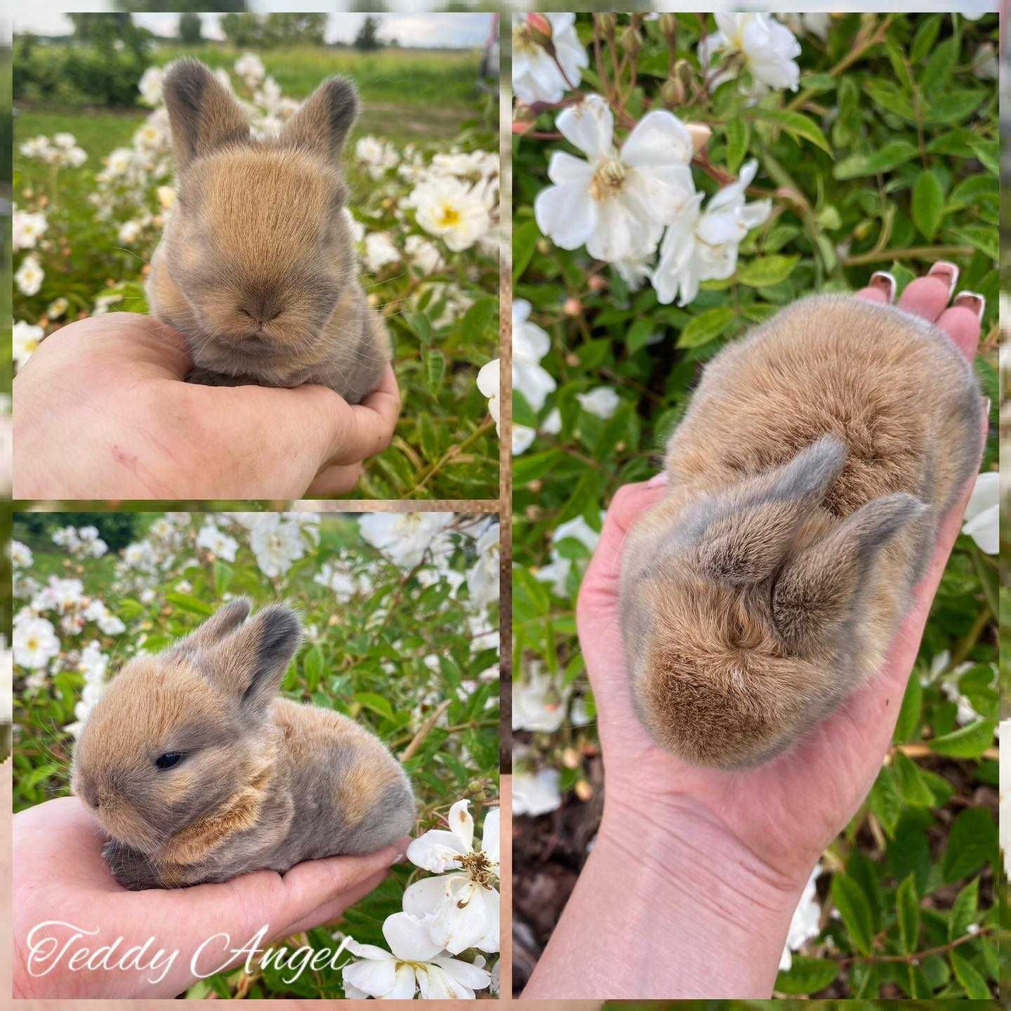 Królik Karzełek Teddy/ Mini Lop Niebieskie /Hodowla zarejestrowana