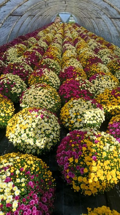 Chryzantemy drobnokwiatowe