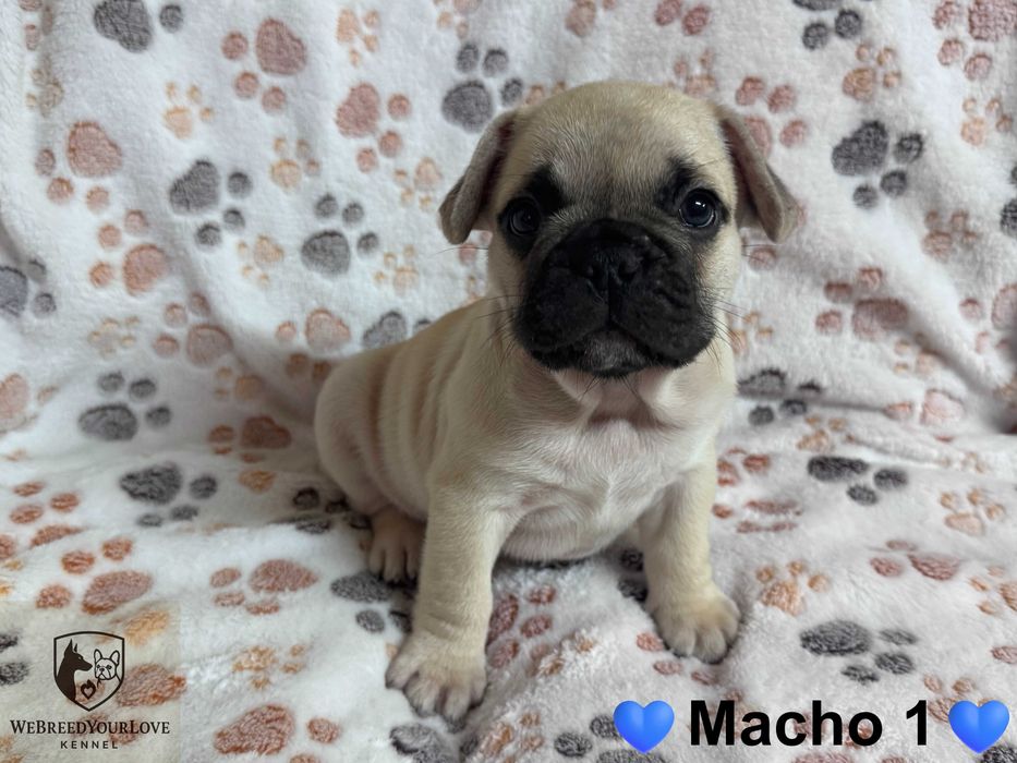 Buldogue Francês Premium – beleza, saúde e temperamento perfeitos!