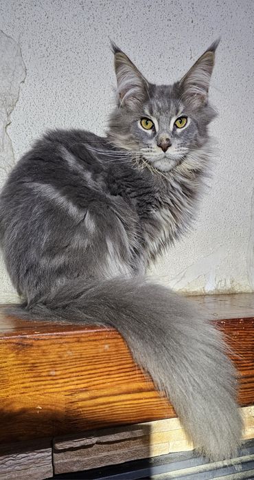 Крупный мальчик мейн кун