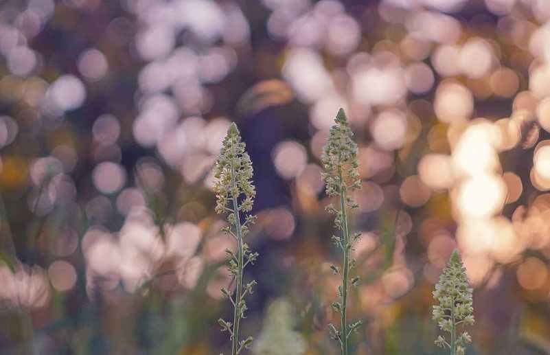 Helios 44 wczesna wersja eksportowa (błyszcz. lakier) moc. 42 /sample/