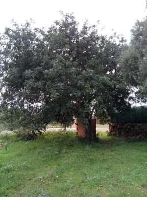 Terreno rústico em Alte (Zona Urbana), a 13 km de Albufeira