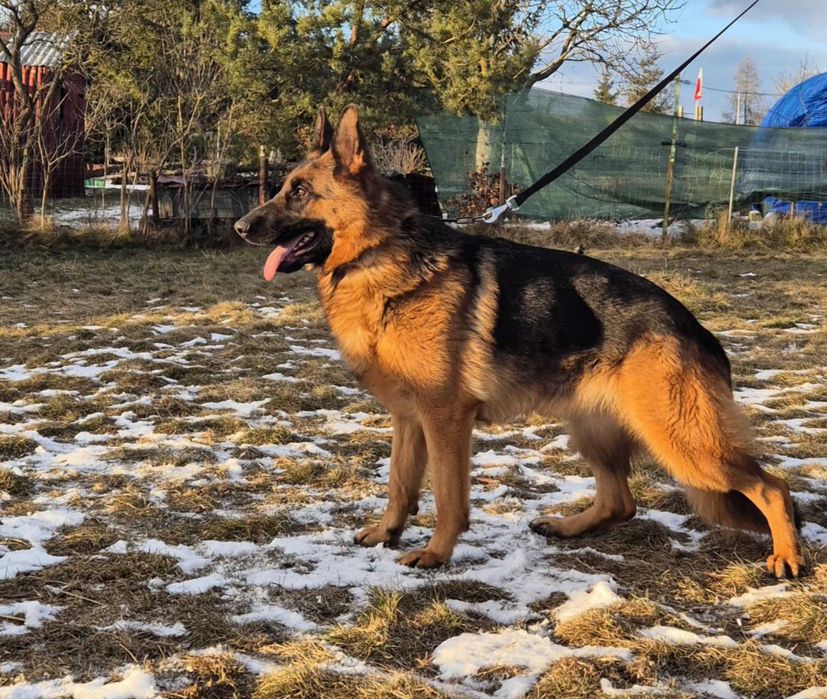 Suczka Owczarek Niemiecki FCI