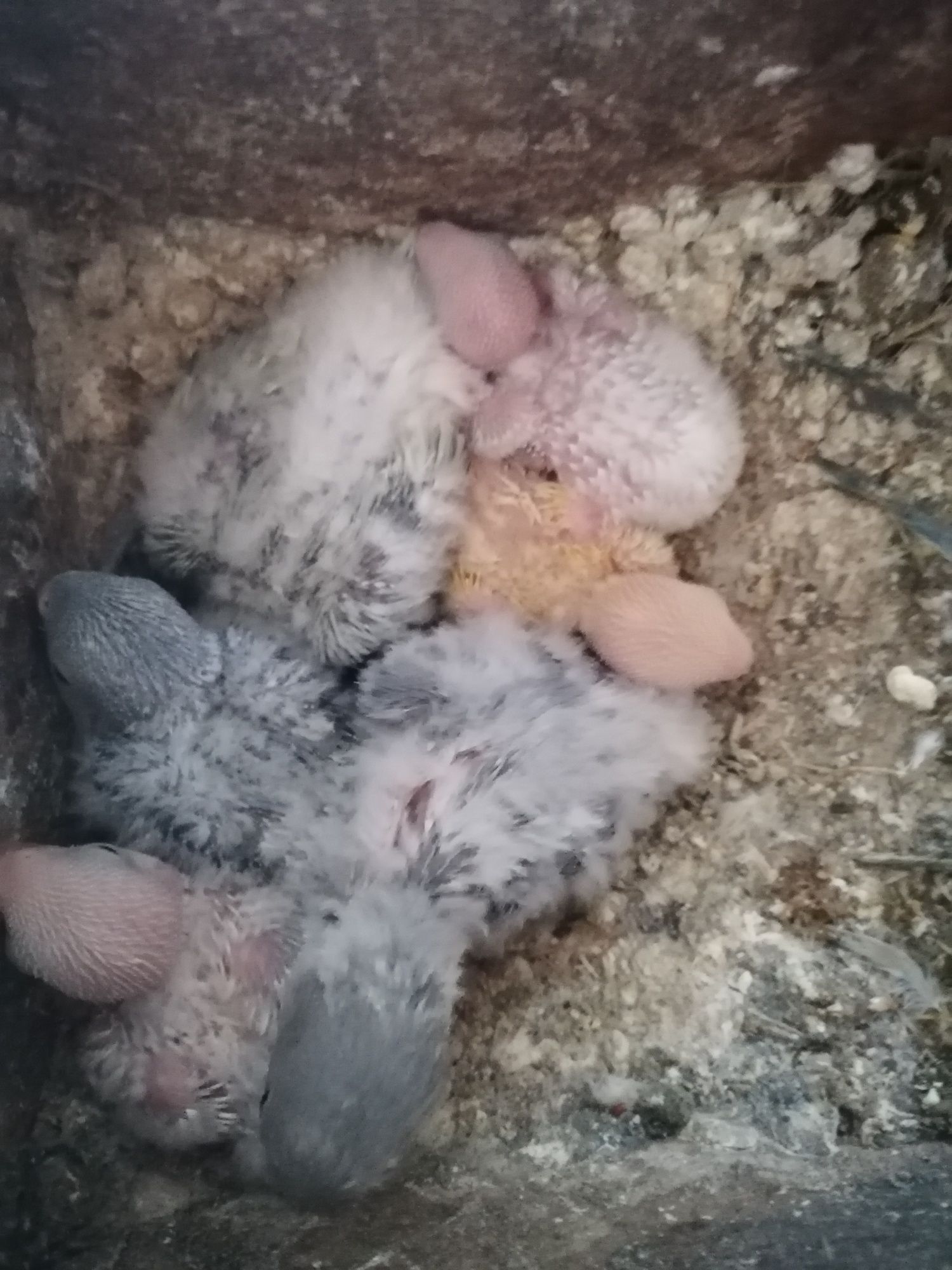 Agapornis e Caturras para domesticar