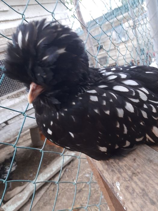 Інкубаційне яйце Падуан продам