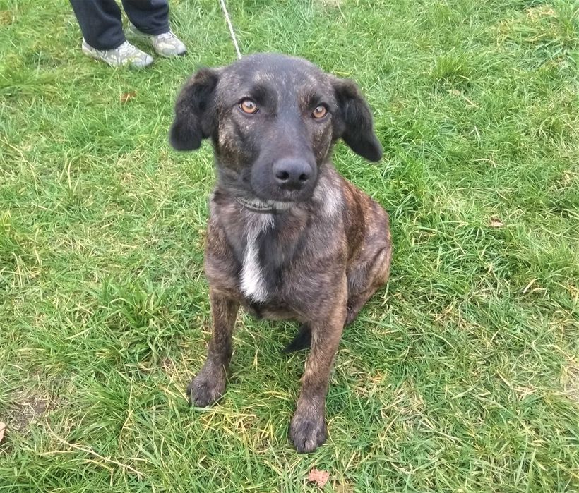 Стерилізована Ельза в самі добрі руки