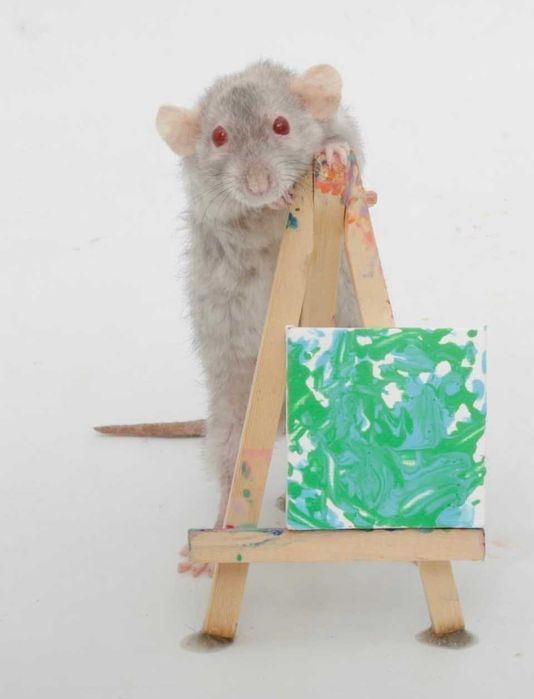 Ручные крыски дамбо и стандарт разных окрасок от 35 дней