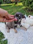 Chihuahua niebieski blue malutki chlopczyk