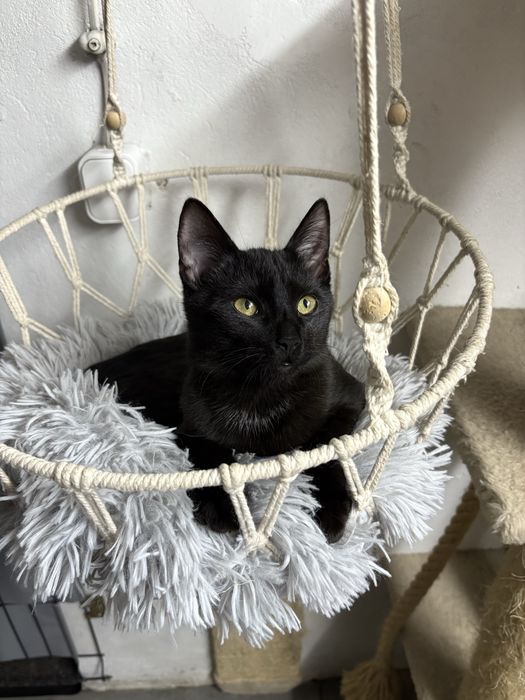 Piękny czarnulek do oddania za darmo