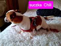 Cudo  milutka !!! suczka Jack Russell krótkie nózki rodzice w hodowl