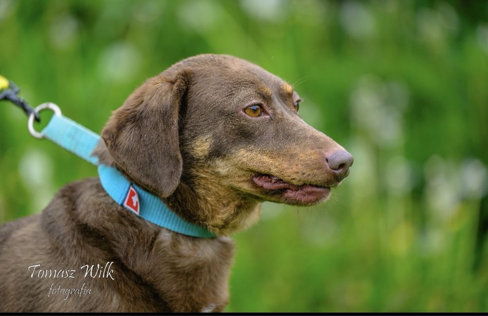 Fiona młoda piękność do adopcji