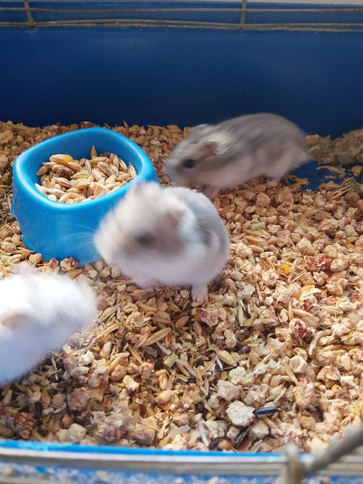 Джунгарский хомяк