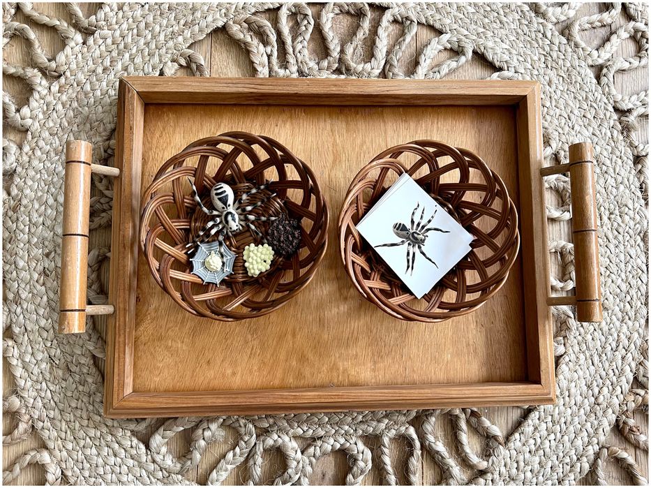 Ciclo de Vida - Aranha - Montessori