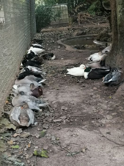 Patos minhons de 2025 criaçao natural