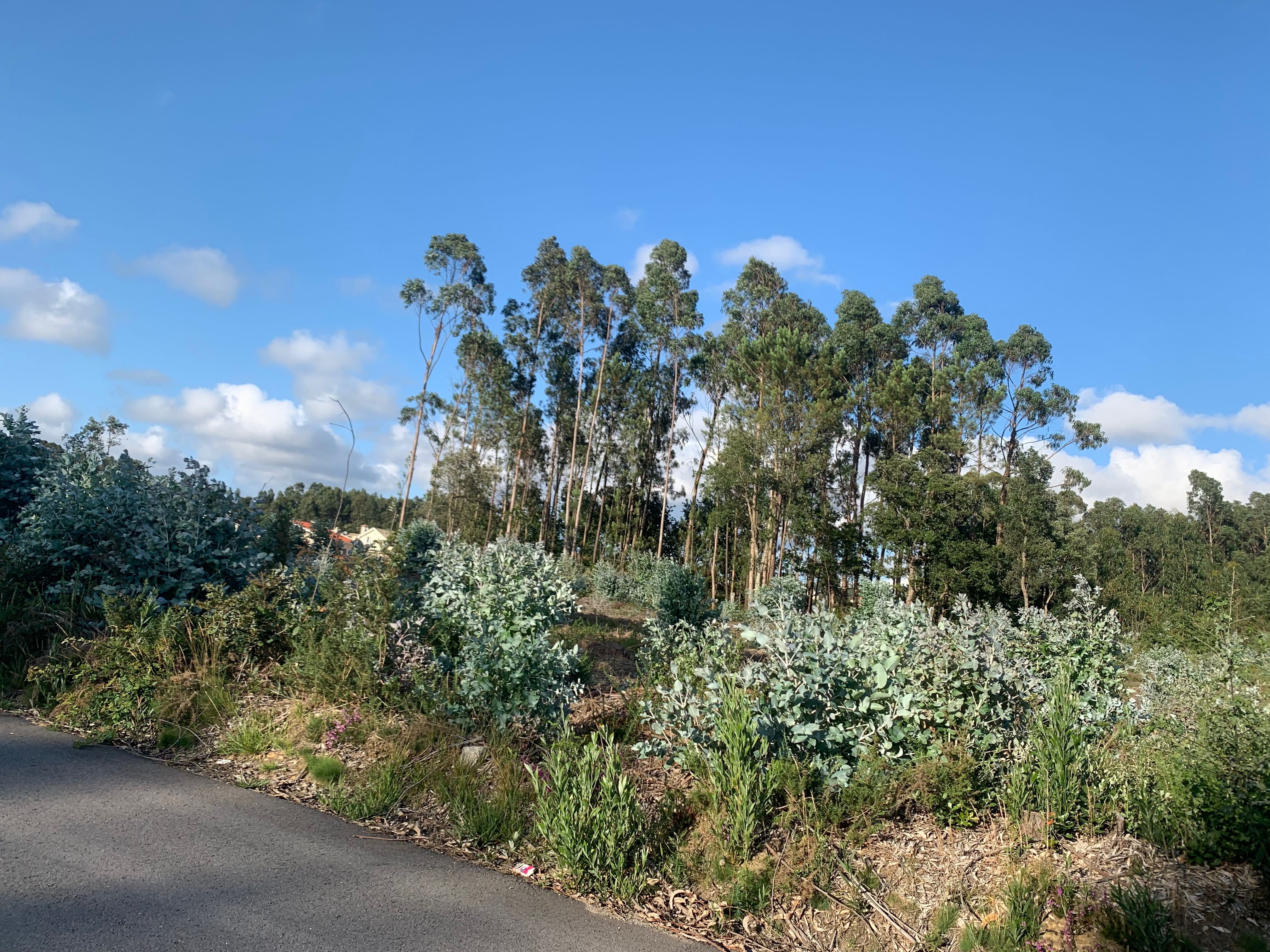 Terreno/pinhal para construção 3400m