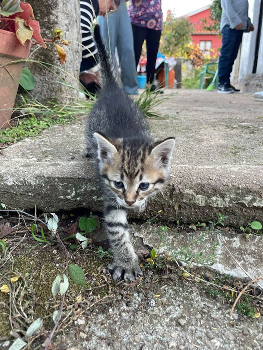 Gatinhos para adoção responsável
