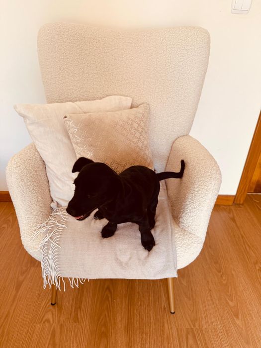 Caes bebés para adoção