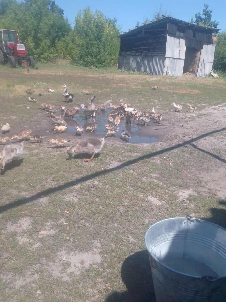 Продам каченя шампунів