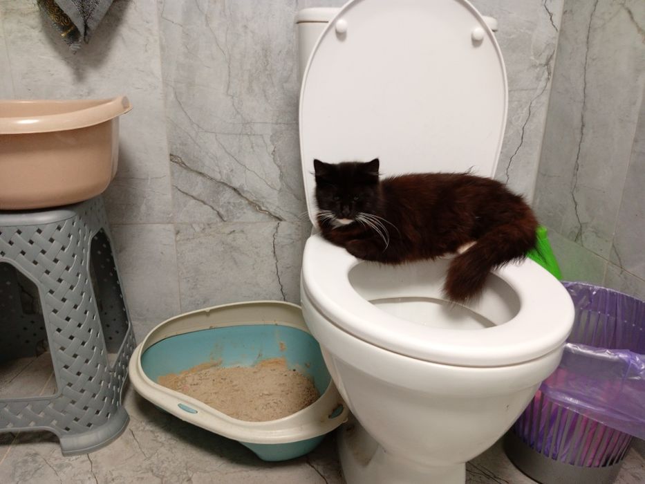 Віддаємо кішечку