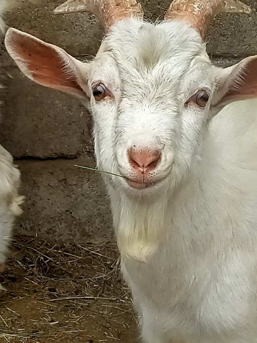 Козлики на племя