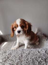 Cavalier king charles spaniel