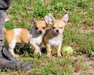 Chihuahua piesek komplet szczepien