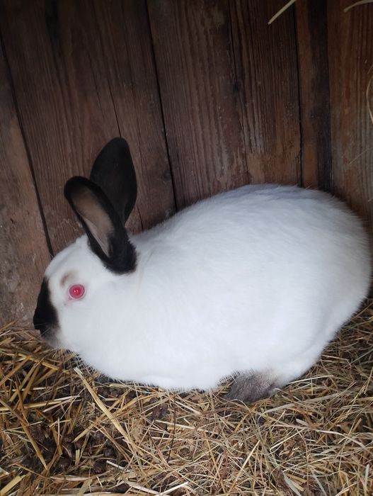 Sprzedam króliki kc samce