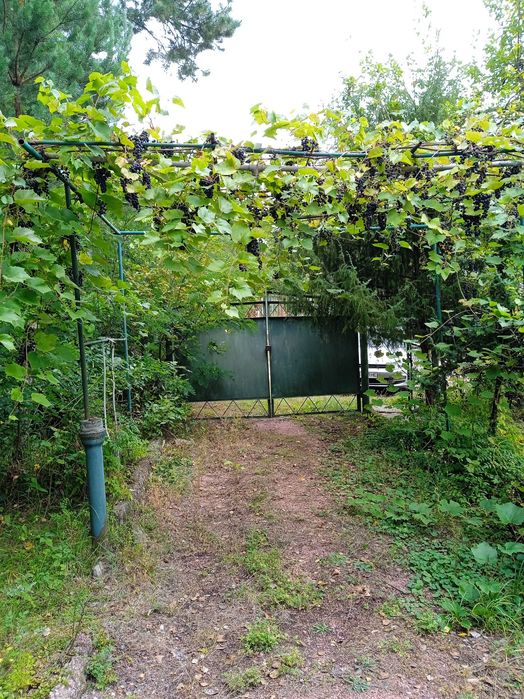 Продаю дачу Соколовський масив