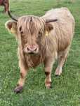 Sprzedam jalowki rasy highland