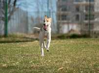 Felek , szczeniak w typie bernardyna do adopcji z fundacji