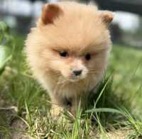 Szpic miniaturowy typ misia Pomeranian szczeniak