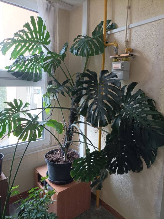 Monstera liście 65 cm