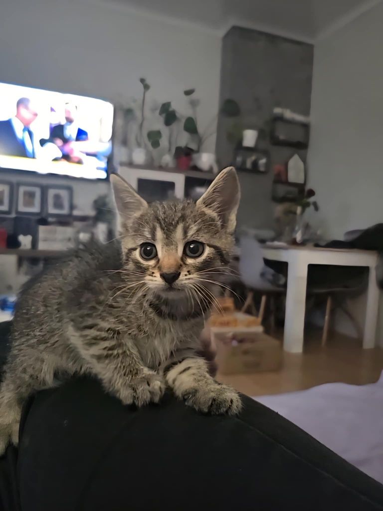 Mały kotek do adopcji - matka rasy Mau