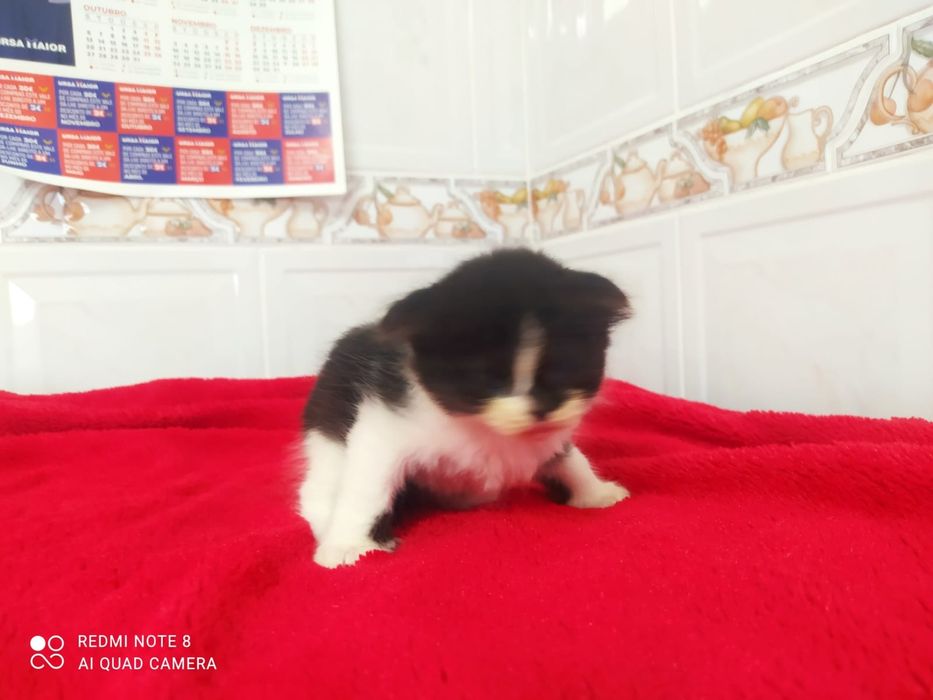 Scottish fold macho