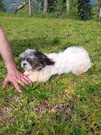 Shih tzu fêmea 8 meses