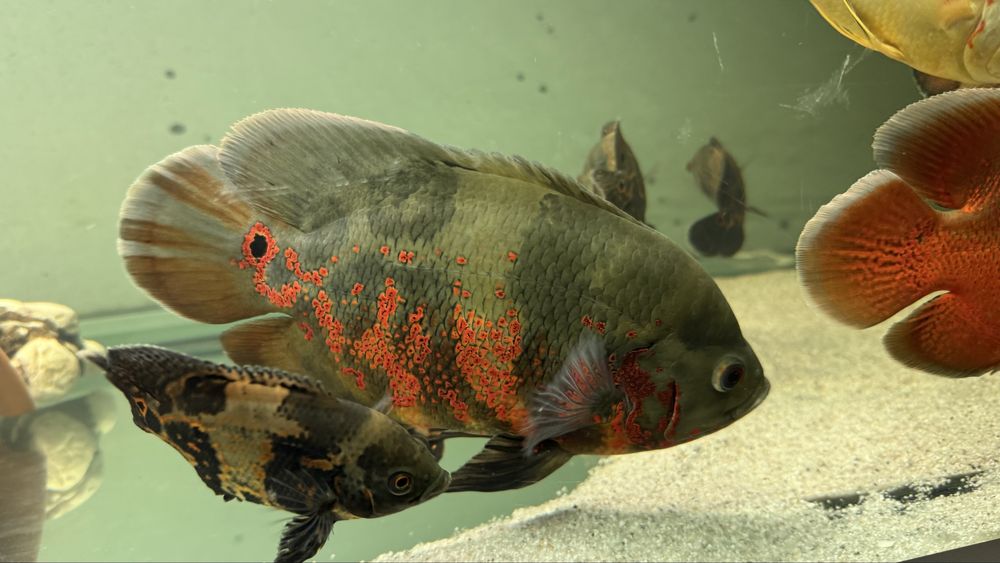 Peixe oscar 60€ cada