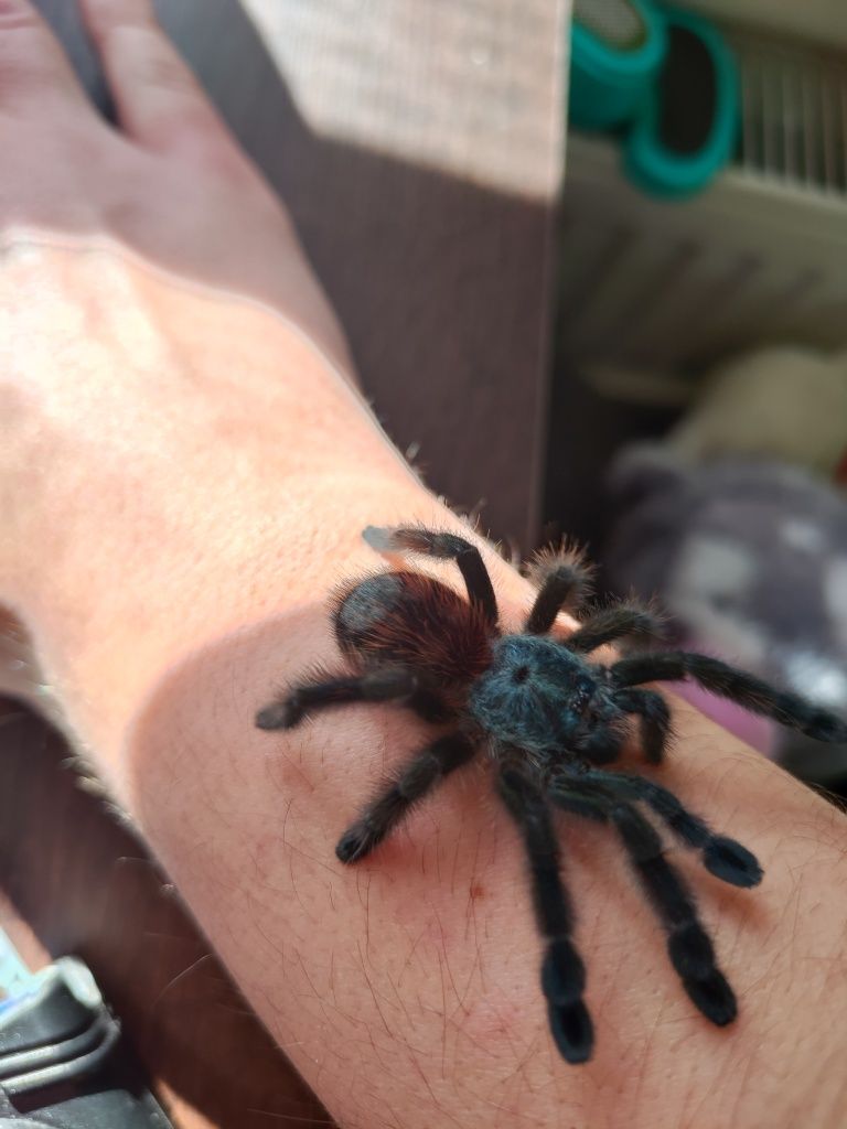 Caribena versicolor 3-4dc
