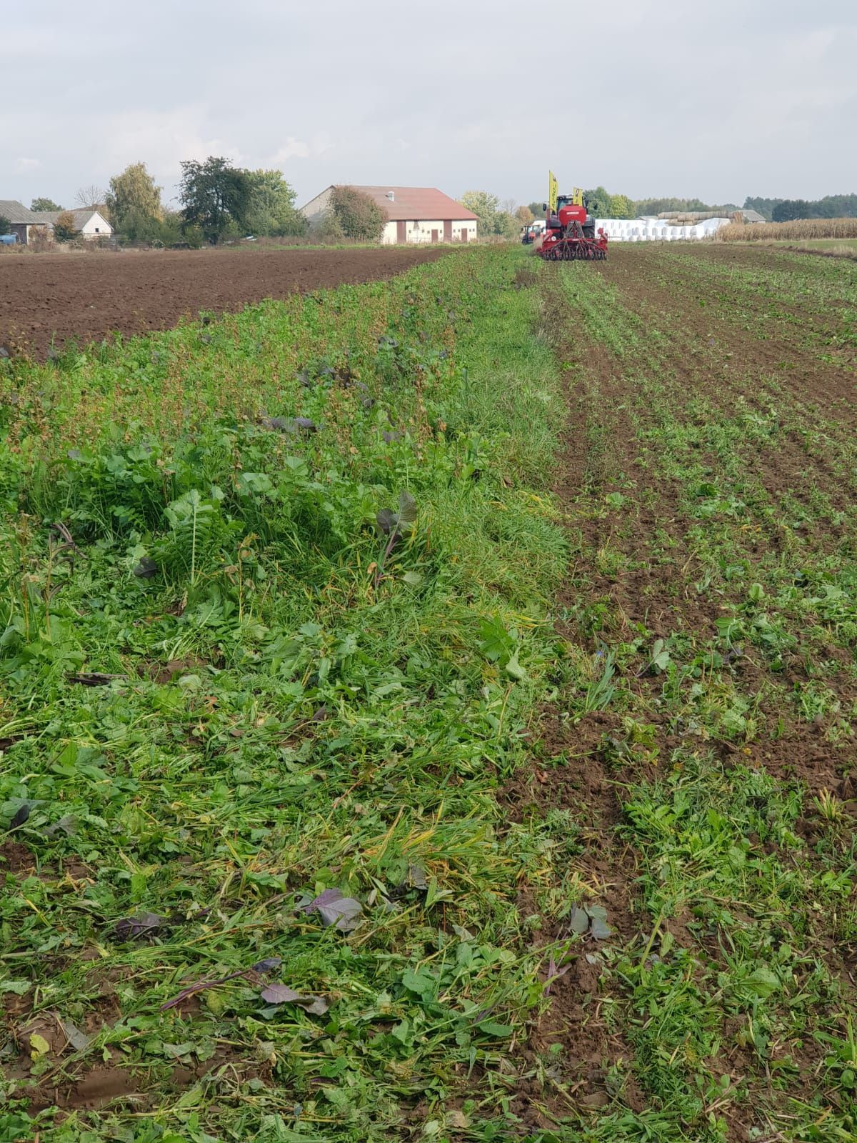 Strip Till Siew pasowy siew bezorkowy Horsch Focus