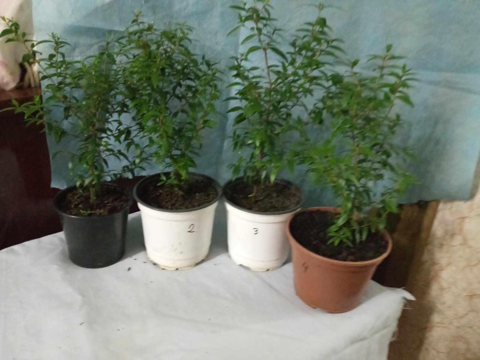 Продам різні кімнатні квіти