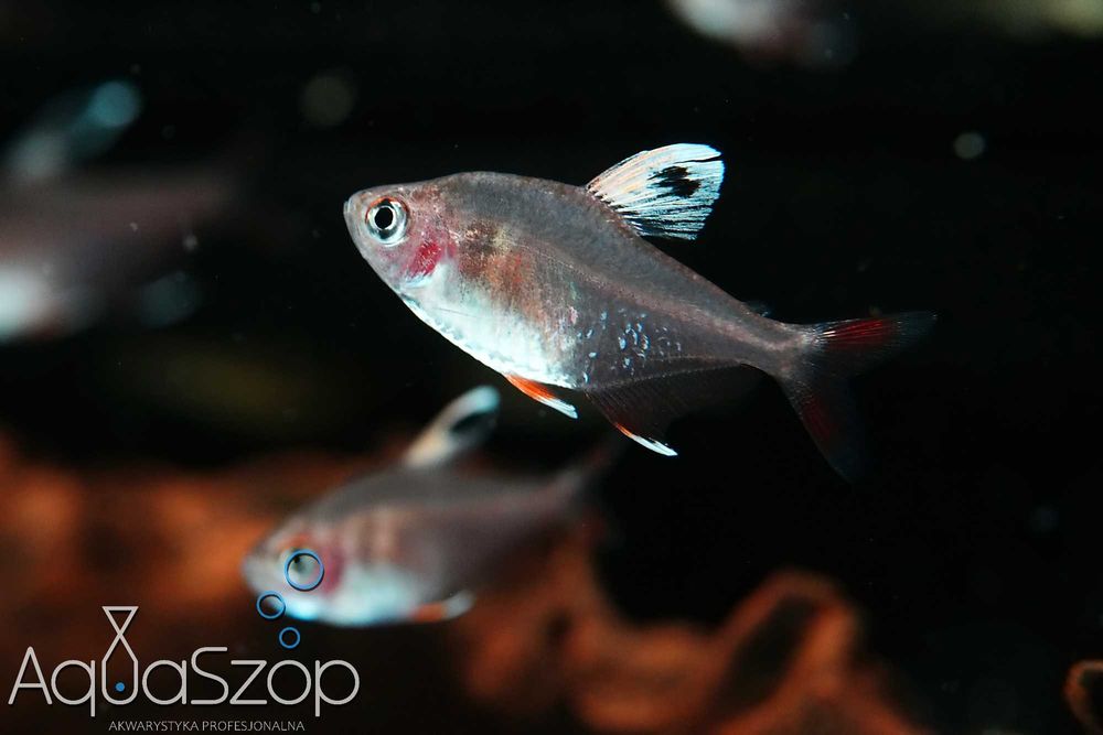 Bystrzyk " white fin " (Hyphessobrycon bentosi `white fin`) - AQUASZOP