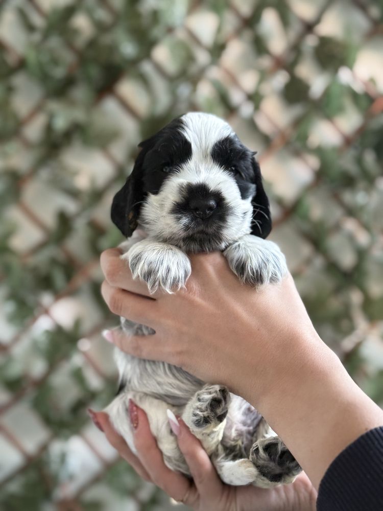 Cocker spaniel angielski (suczka) ZKwP/FCI
