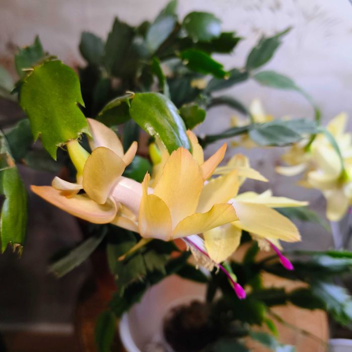 Домашні Фікус Хойя каудата Хлорофітум Дифенбахія Алое