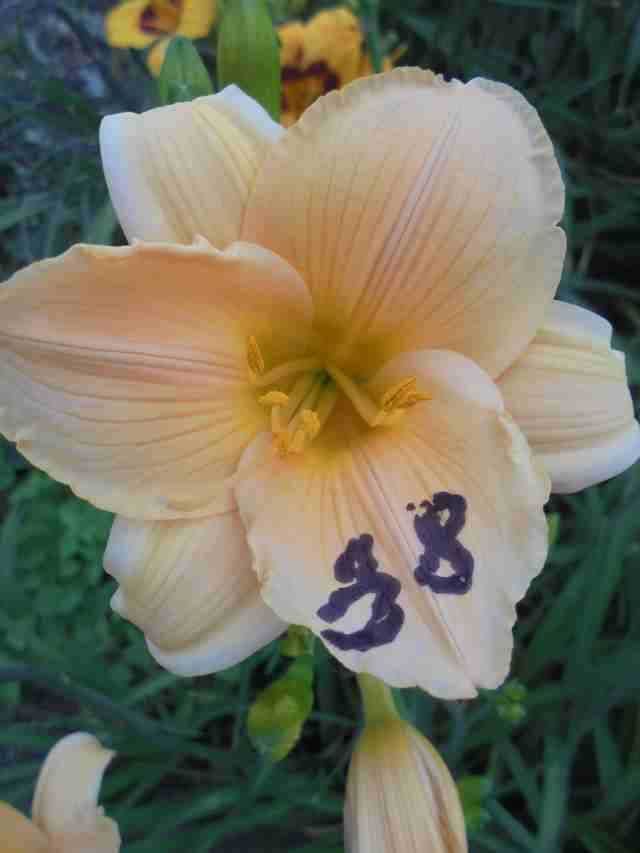 Liliowce -Liliowiec