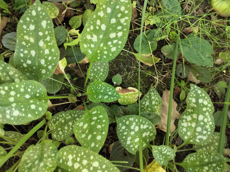 Miodunka -roślina lecznicza