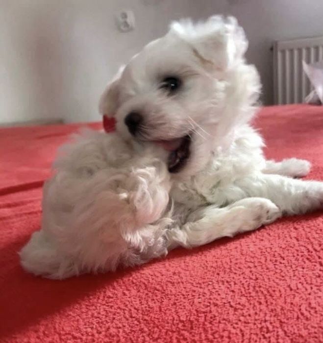 Maltańczyk szczeniaczki